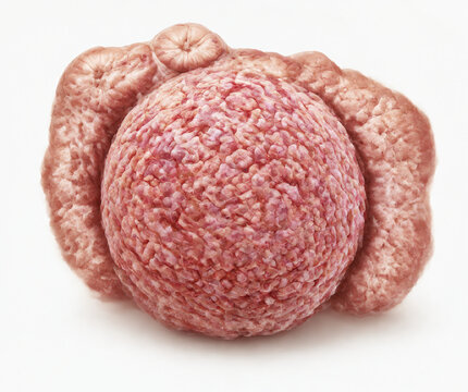 Pancreatic Islet Hormone Cell Cluster Anatomical Render