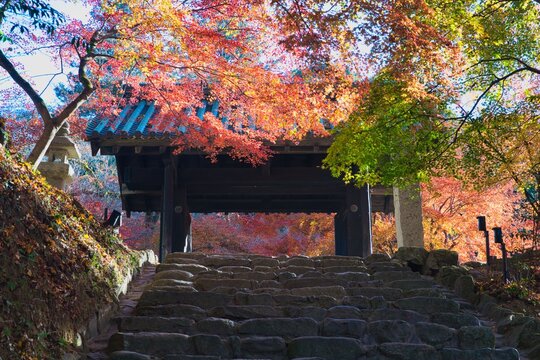 福岡県朝倉市の秋月城跡で黒門を彩る美しい紅葉とかえでのグラデーションと石段の秋風景