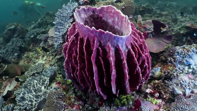 Giant purple barrel sponge on a vibrant tropical coral reef with small fish swimming around underwater