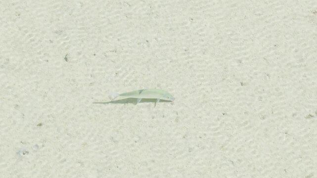 Bonefish Swimming Over White Sand Shallow Flat in Kaneohe Bay Hawaii