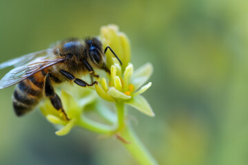 Honey bee on green flower in garden light © juan