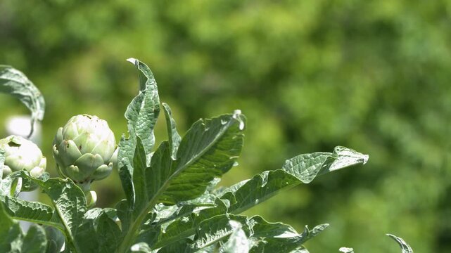 Fresh Green Artichoke Growing in Farm Garden Field