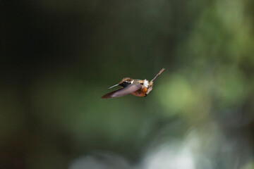 Fototapeta premium Hummingbird flying with spread wings over nature background