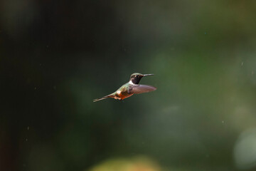 Fototapeta premium Hummingbird hovering in flight against green background
