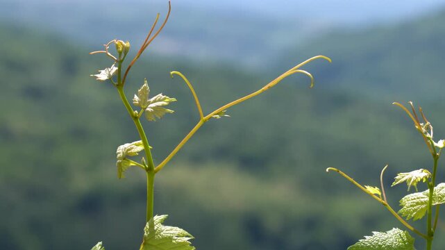 Young Grapevine Shoots Swaying in a Vineyard
