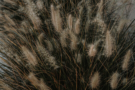 wheat like sage plants brush