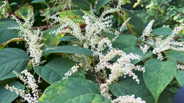 Flowering Japanese Knotweed (Fallopia japonica) an invasive plant in Abbek&aring;s, Skurup community, Scania, Sweden, Scandinavia