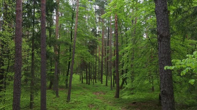 Drone flight through a deciduous forest and pine forest, pine forest, trees, forestry, summer, East Styrian hill country, Styria, Austria