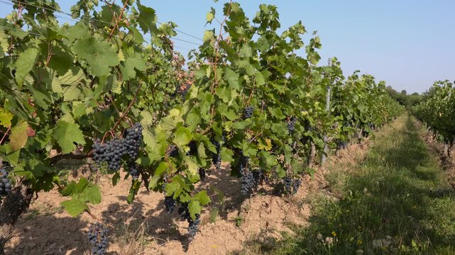 Vineyard, vineyard, vineyard, Wingert, Wengert, grape, August, summer, ripe, shortly in front of harvest, Ellerstadt, Rhineland-Palatinate, Germany