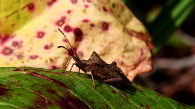 Dock Leaf Bug, Dock Bug (Coreus marginatus), courtship and copulation time