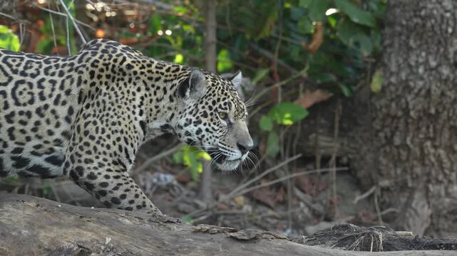 Video Jaguar (Panthera Onca), Matto Grosso do Sul, Pantanal, Brazil, South America