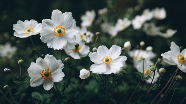 White spring flowers blooming in a green meadow under soft light