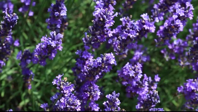 Common lavender (Lavandula officinalis), moving in the wind
