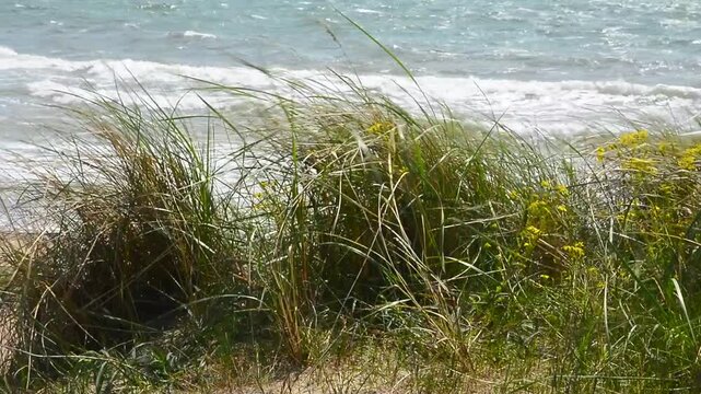 Grass sways in the storm at the coast in Ystad, Scania, Sweden, Baltic Sea, Scandinavia