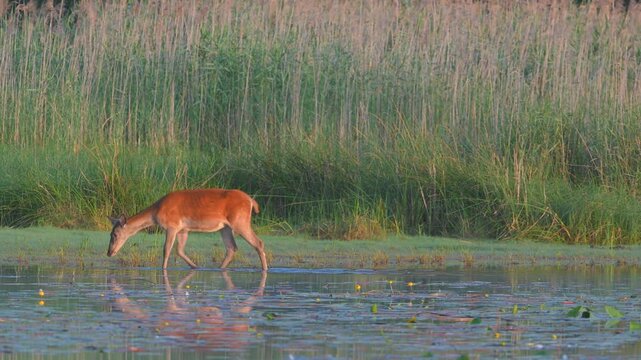 Red deer (Cervus elaphus), morning light, walking in water, Lower Austria, Austria