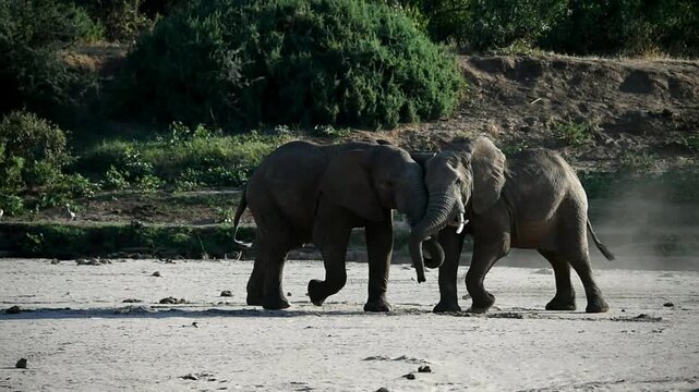 Young elephants fighting in a dry riverbed in Africa, Kenya
