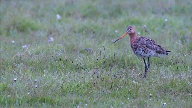 Black-tailed Godwit (Limosa limosa), foraging, Texel, Netherlands