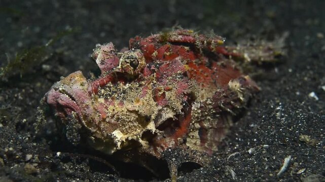 Spiny demon stinger (Inimicus didactylus), Lembeh Strait, Sulawesi, Indonesia