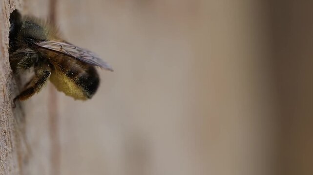 Rusty red mason bee (Osmia bicornis) emerges backwards from the brood cavity after entry of nectar and pollen, turns and hatches backwards with the abdomen into the cavity to lay an egg in the cell, 