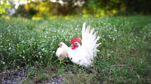 A small white bantam chicken with a red comb stands amidst lush green ground cover plants in soft natural lighting.
