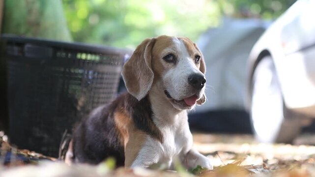 An eye-level portrait of an alert tricolor beagle dog sitting outside on the ground under soft sunlight.
