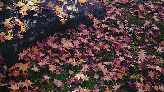 紅葉の落ち葉　熊本市　叢桂園