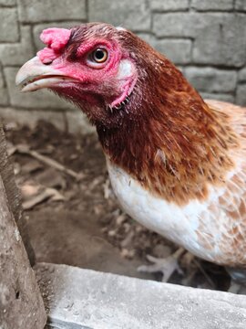 Photo of chicken in farm