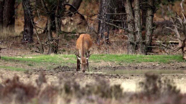Red deer (Cervus elaphus), Hoge Veluwe, Netherlands