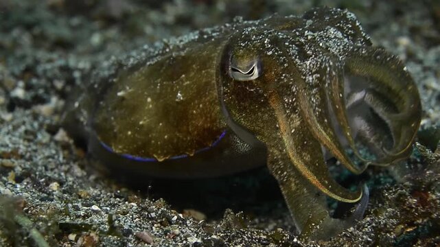 Broad-armed cuttlefish (Sepia latimanus), in the sand, Strait of Lembeh, Indonesia