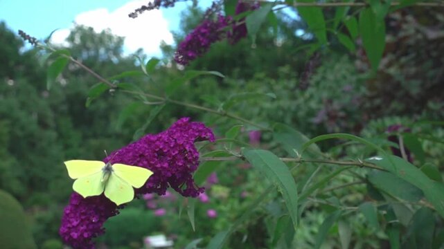 Brimstone (Gonepteryx rhamni), in departure from butterfly-bush (Buddleja davidii), slow motion, North Rhine-Westphalia, Germany