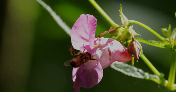 Bee in bloom, hawkweed (Impatiens glandulifera), Lower Saxony, Germany