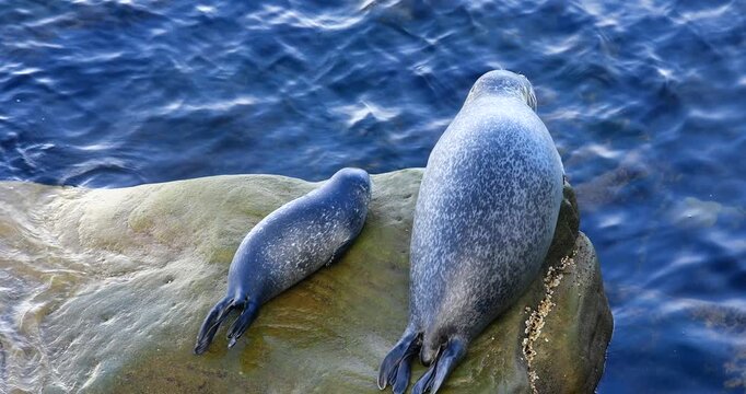 Harbor seal (Phoca vitulina), Female and her baby sitting on a rock to rest and regulate their body temperature. Forillon national park, Province of Quebec, Canada, North America