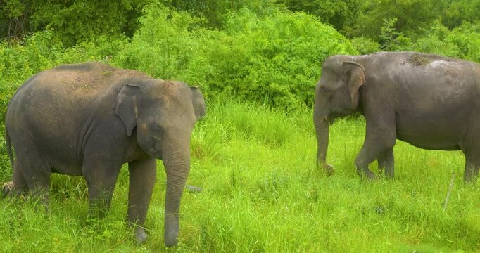 Elephant (Elephas maximus maximus) herd in Minneriya National Park, Sri Lanka