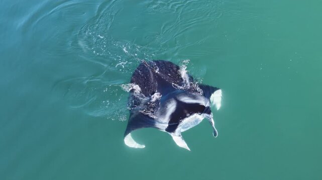 Aerial Top-Down View of Manta Ray Breaking Ocean Surface