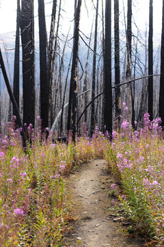 Fireweed lining a trail through burned Cathedral Park forest