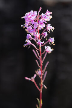 Pink fireweed blossoms against a dark blurred background