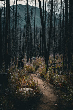 Hiker on a shaded trail through a burned mountain forest