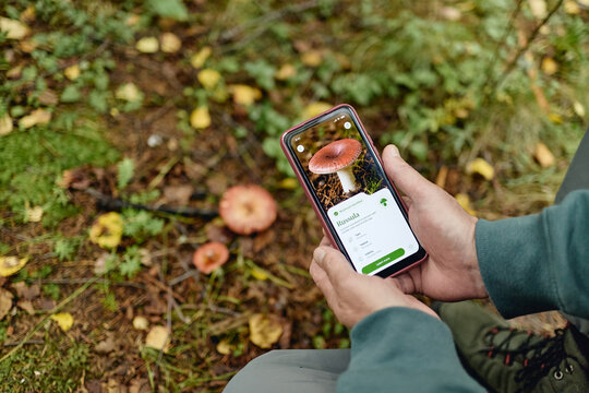 Senior man holding smartphone using plant identification application for mushroom foraging in autumn forest. Image suitable for outdoor recreation and mobile app promotion