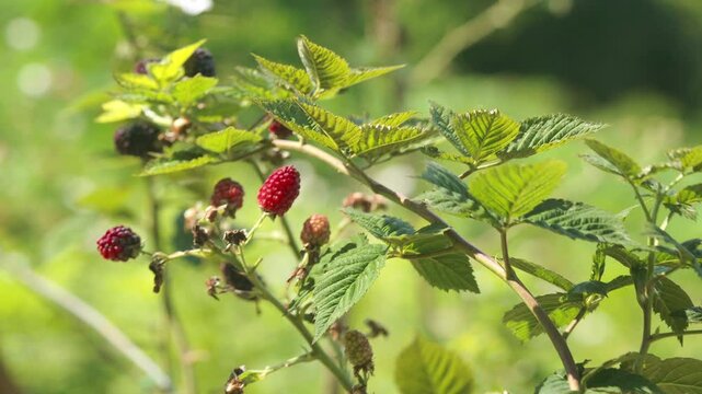Fruiting bramble from the Rubus genus with red, dark purple, and unripe berries among serrated green leaves, growing outdoors in a cultivated garden or farm under bright summer sunlight.