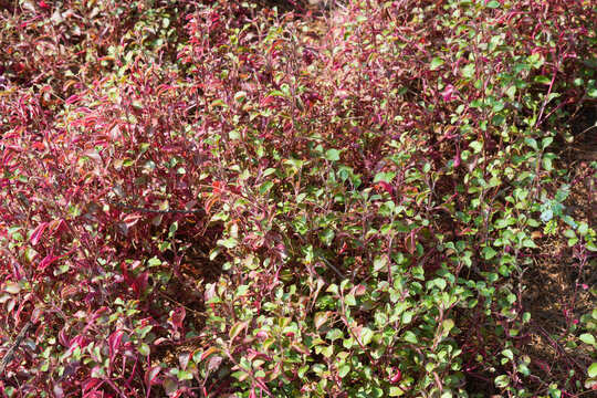 Dense purple-red foliage in a garden with sun-dappled lighting, offering a natural texture background.