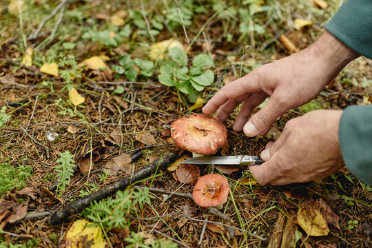 Senior man harvesting wild mushroom with knife in forest. Image suitable for eco tourism campaigns, foraging guides, outdoor lifestyle marketing