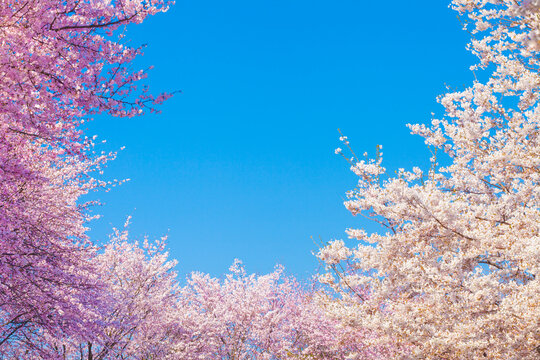 blue sky and cherry blossoms