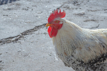 White rooster with a bright red comb and speckled feathers standing in a sunlit farmyard © gicku91