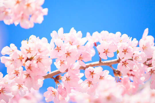 pink cherry blossom