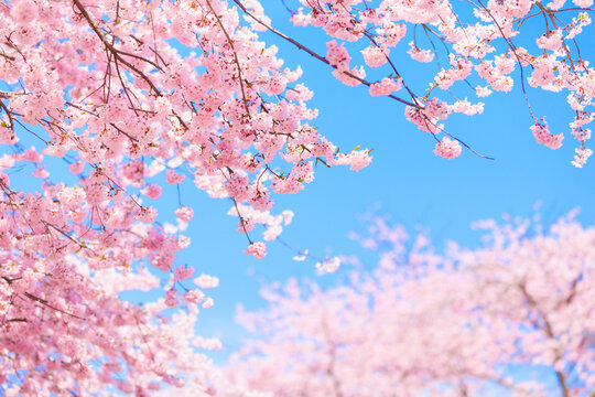 pink cherry blossom and blue sky