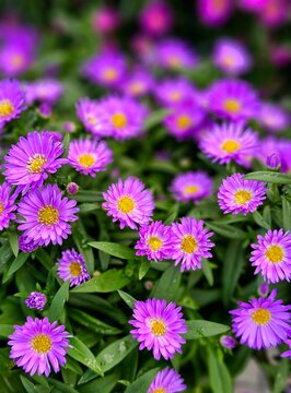 Aster