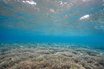 Underwater coral reef landscape with schools of blue tropical fish © Satoshi