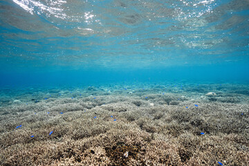 Scenic underwater coral reef with blue fish and shimmering water surface © Satoshi