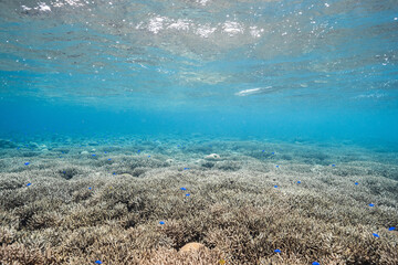 Clear blue ocean above a coral reef with tropical fish © Satoshi