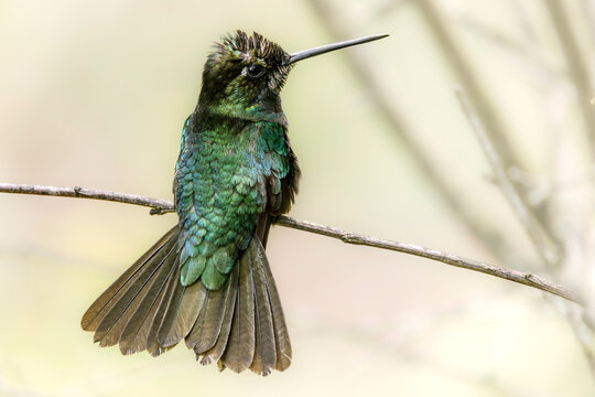 Talamanca hummingbird (Eugenes spectabilis) is a large and bold hummingbird that lives mainly in montane cloud forests, on the forest edges, and in gardens at high altitudes in Costa Rica